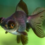 What kind of fish is a gold eye?