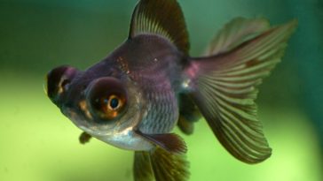 What kind of fish is a gold eye?