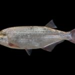 What kind of fish is goldeye?