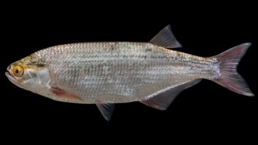 What kind of fish is goldeye?