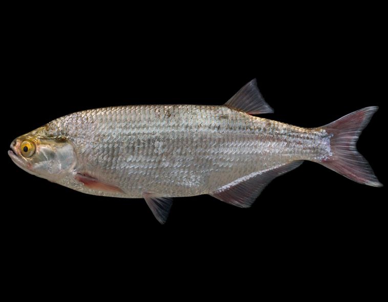 What kind of fish is goldeye?