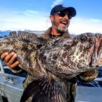 What kind of fish is ling cod?