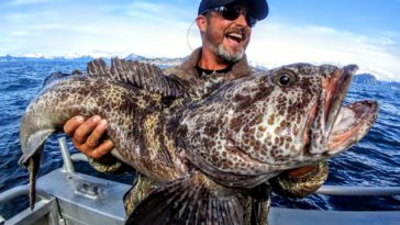 What kind of fish is ling cod?