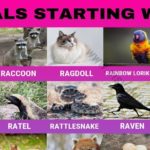What meat starts with R?