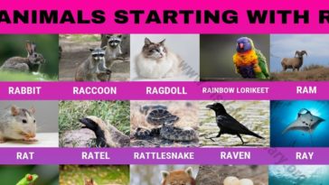 What meat starts with R?