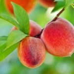 What month do you plant peach trees?