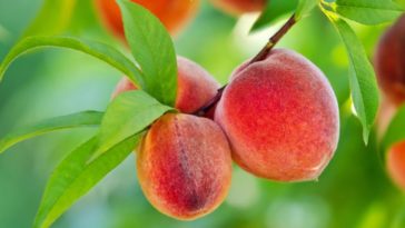 What month do you plant peach trees?