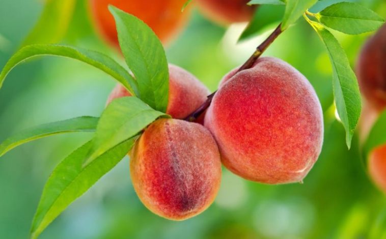 What month do you plant peach trees?