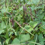 What month do you plant purple hull peas?