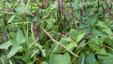 What month do you plant purple hull peas?