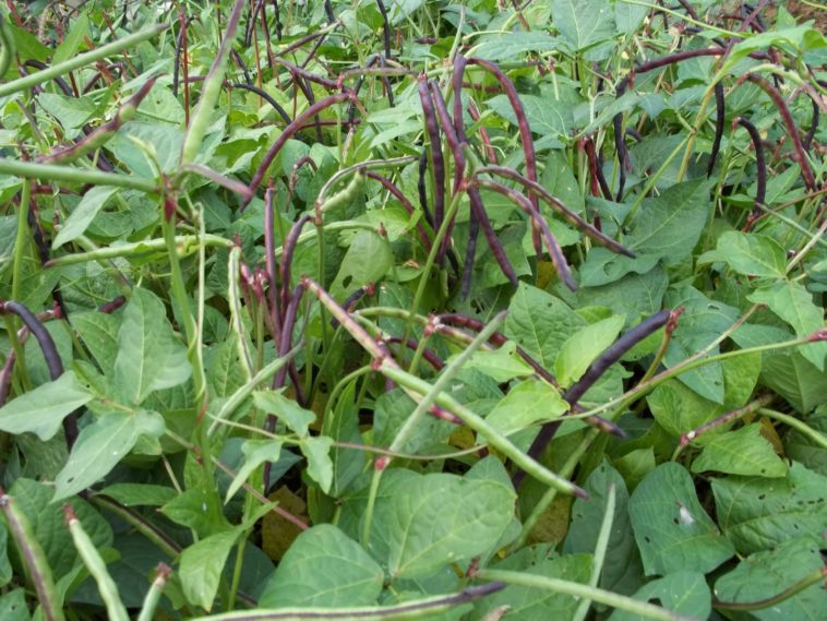 What month do you plant purple hull peas?