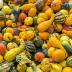 What month do you plant squash?
