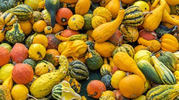 What month do you plant squash?