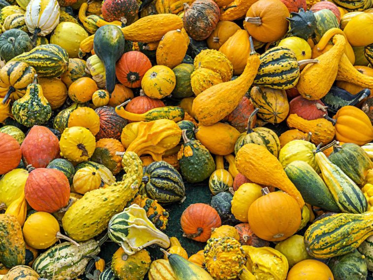 What month do you plant squash?