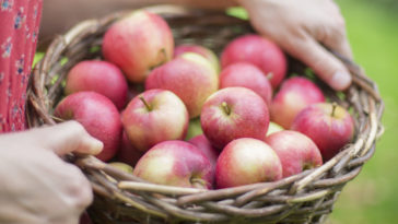 What month is apple season?