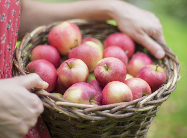 What month is apple season?