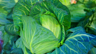 What month is cabbage in season?