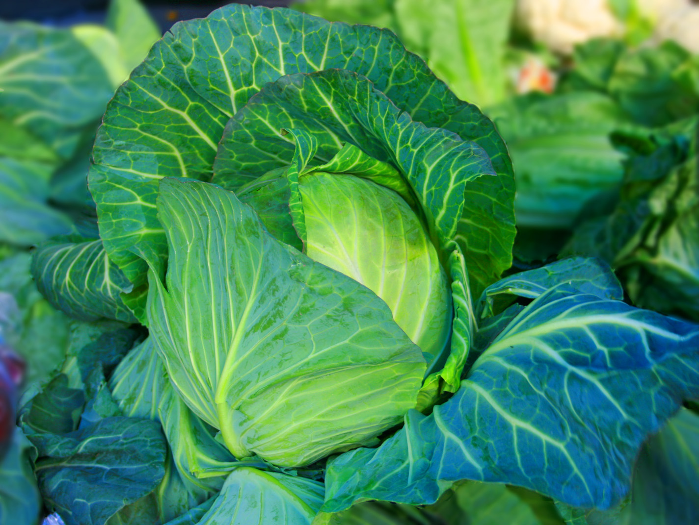 what-month-is-cabbage-in-season