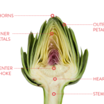What part of the artichoke is poisonous?