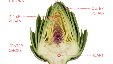 What part of the artichoke is poisonous?