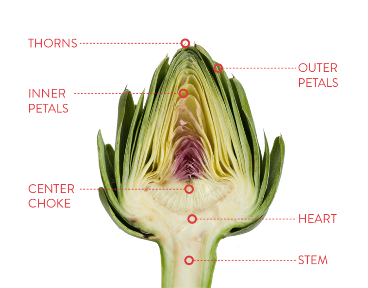 What part of the artichoke is poisonous?