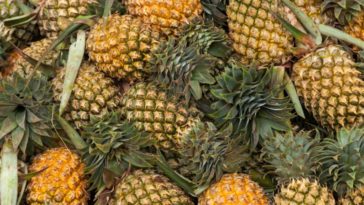 What part of the pineapple is poisonous?