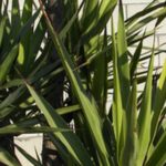 What part of the yucca plant is poisonous?