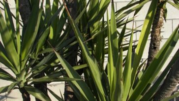 What part of the yucca plant is poisonous?