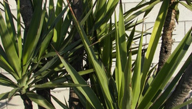 What part of the yucca plant is poisonous?