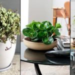 What plants grow fast indoors?