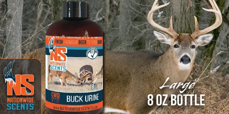 What scent attracts deer the most?