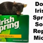 What scent do fleas hate?