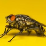 What smell do flies hate the most?