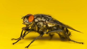 What smell do flies hate the most?