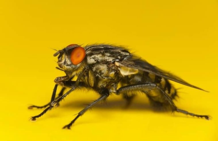 What smell do flies hate the most?