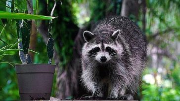 What smell do gnats hate?