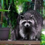 What smell do gnats hate?