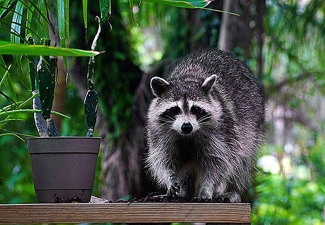 What smell do gnats hate?