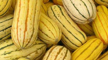 What squash is closest to Delicata?