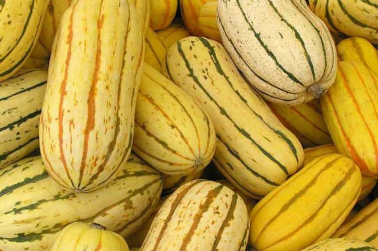 What squash is closest to Delicata?