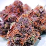 What strain is cotton candy?