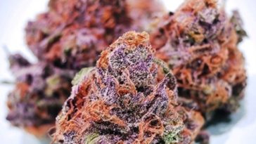 What strain is cotton candy?