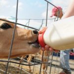 What tastes most like cow's milk?