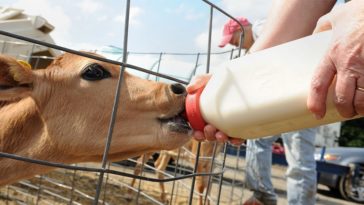 What tastes most like cow's milk?