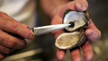 What temperature kills bacteria in oysters?