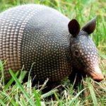 What time of night do armadillos come out?