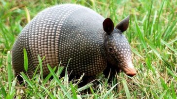 What time of night do armadillos come out?
