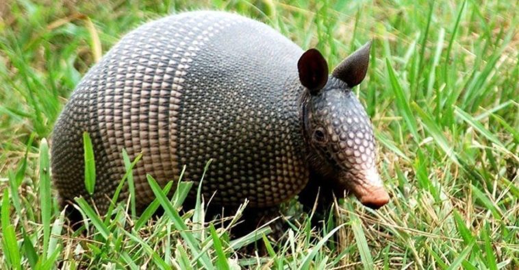 What time of night do armadillos come out?