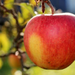 What time of year are apples ready to harvest?