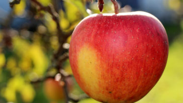 What time of year are apples ready to harvest?